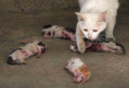 组图：四只小猫被虐待致死陈尸母猫面前