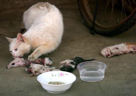 组图：四只小猫被虐待致死陈尸母猫面前