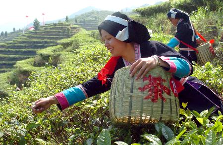 图文:中国唯一白毫茶产地春茶开摘(3)