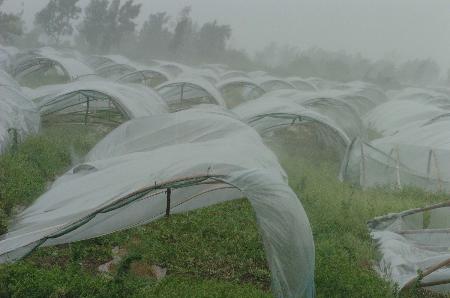 图文:汕头附近农田中被台风吹袭的农业大棚