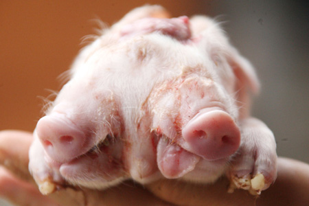 组图：奇异双头小猪长三只眼睛两张嘴