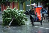 图文：骑车市民从一棵被大风刮倒的树旁经过