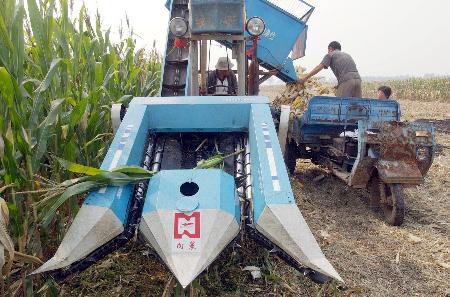 图文:[社会]山东玉米机收作业面积将超过600万