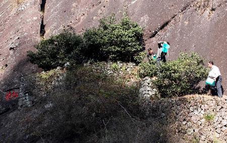 图文:为武夷山大红袍母树\补水\(1)