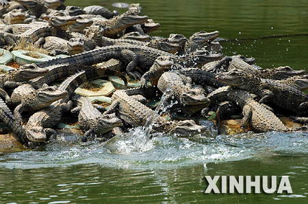 组图: 中国鳄鱼湖 扬子鳄数量严重饱和
