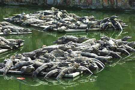 组图:中国鳄鱼湖扬子鳄数量严重饱和