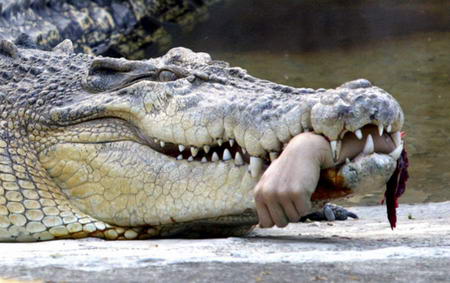 据台湾《联合报》报道,肇事的鳄鱼有10多岁,虽然身中两枪并未