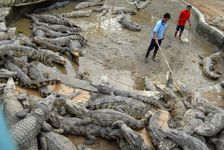 厦门鳄鱼园饲养两条长六米重一吨鳄鱼(组图)