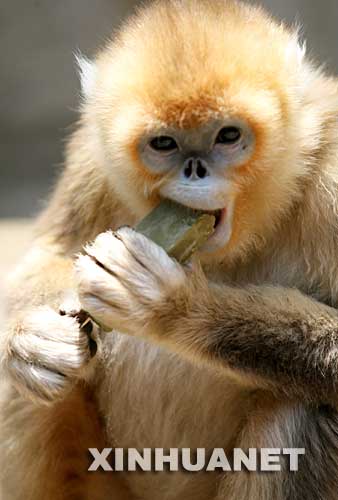 组图: 动物园 金丝猴吃水果冰糕降温