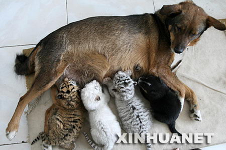 组图:母狗给动物园三胞胎虎崽喂奶