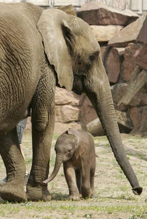 组图德国动物园新生小象亮相