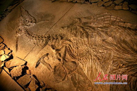 贵州发现酷似中国神话龙的古生物化石(组图)