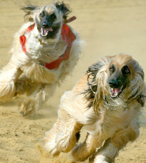 组图:狂奔的阿富汗赛犬