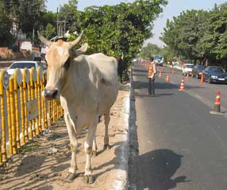 组图:印度首都新德里街头神牛信步