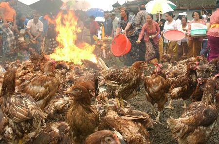 图文:印尼焚毁受禽流感病毒感染的鸡