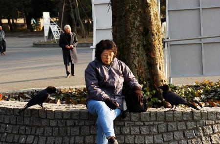 图文:日本发现乌鸦感染禽流感