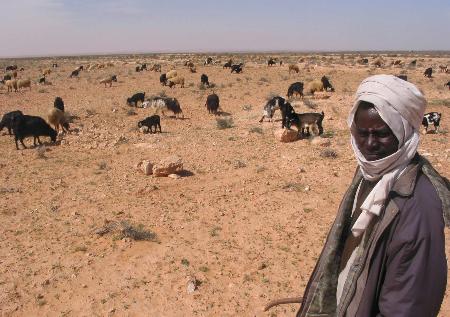 图文:利比亚牧业现状(1)