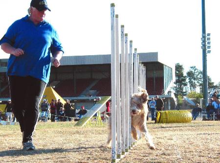 组图:澳大利亚堪培拉举行宠物狗运动会