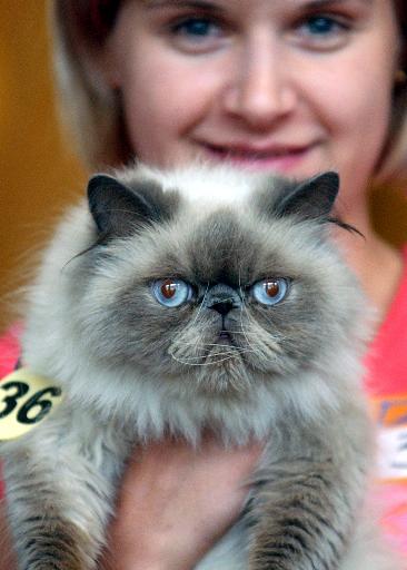 国际最美猫咪大赛:真实版 龙猫 (图)