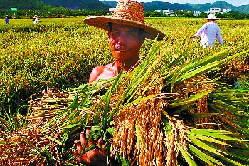 田独镇人口_三亚成立绿化美化工作组 美化环境扮靓三亚(2)