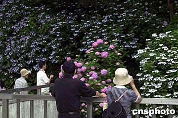 图文:日本梅雨时节紫阳花盛开