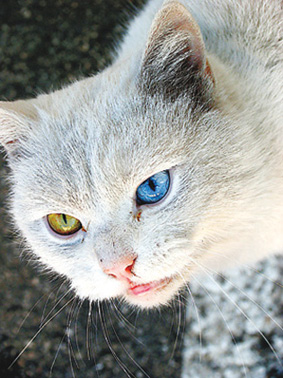 克罗地亚一只猫的眼睛一黄一蓝,占了三原色中的两种,却没有兔子似的