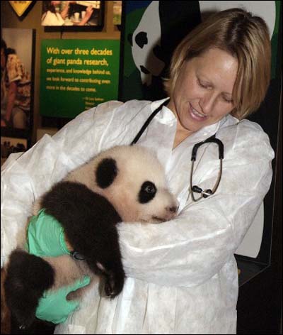 旅美大熊猫美香的大熊猫幼崽健康成长(图)
