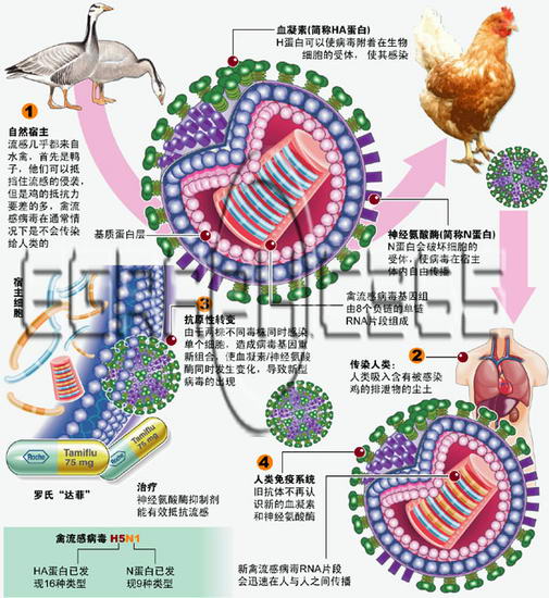 禽流感病毒图解