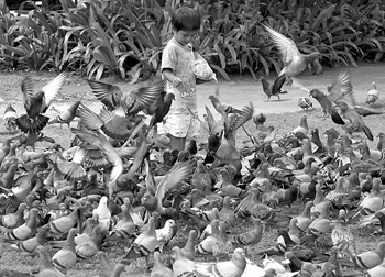 泰国39府出现疫情印尼又有一人死亡:亚洲禽