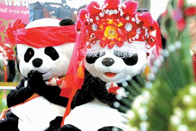 大熊猫泰国中国式结婚