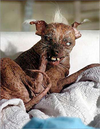 世上最丑宠物狗在美国安乐死(图)