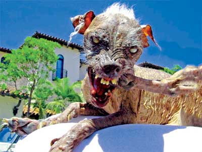 世界上最丑的狗去世 曾丑星三连冠并吓跑主人