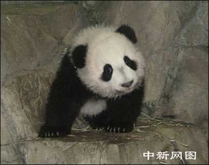 熊猫宝宝"泰山"正式与美各地公众见面 (组图)