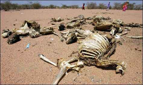 肯尼亚东北部地区正面临历史上最严重的干旱(