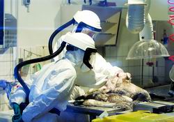 俄逾3万只鸡死于禽流感 匈牙利首现毒天鹅(图