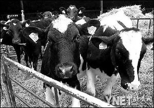 欧盟将解除因疯牛病对英牛肉出口10年禁令 (图)