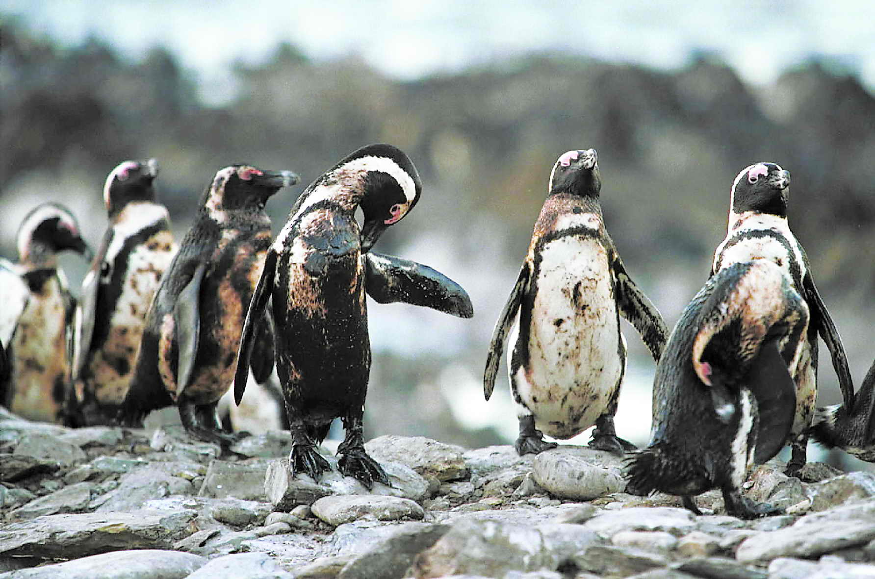 几只企鹅在南非罗本岛海岸上清理