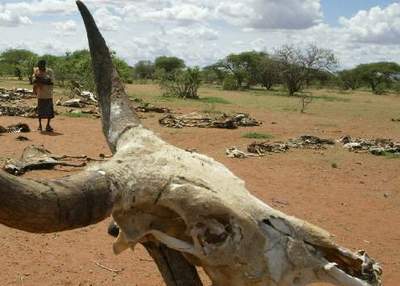 图文:肯尼亚持续干旱少雨导致饥荒