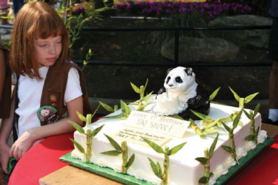 大熊猫泰山在美国迎来周岁生日(组图)