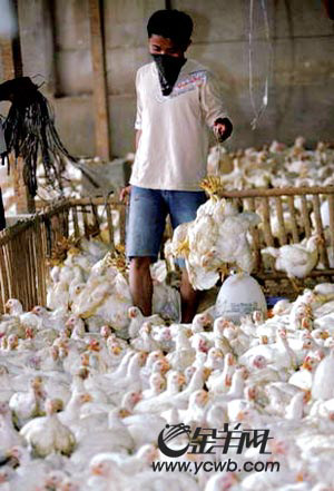七名家人死于H5N1病毒 禽流感幸存者还要吃鸡