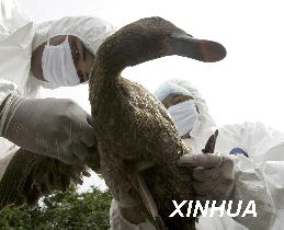 泰国3名疑似患者被证实未感染禽流感病毒