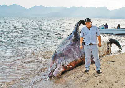 巨鲸搁浅