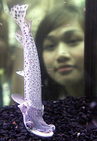 泰国展示天价鱼 一条200万泰铢(合人民币50万