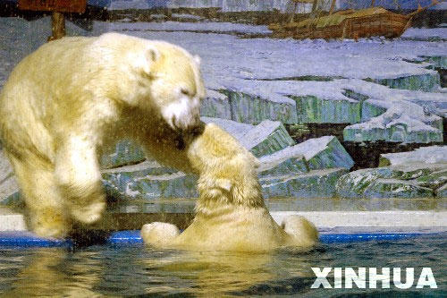 全球变暖导致冰川融化 北极熊将被淹死