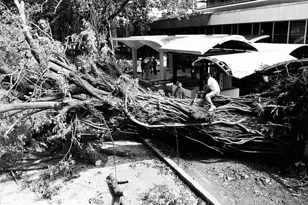 图文:马尼拉工人清除被台风刮倒的大树