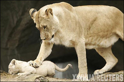 德国汉堡动物园:小狮子正享受 母亲 爱抚(图)