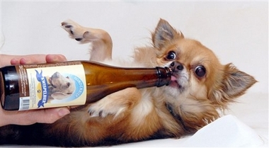 荷兰酿酒厂推出宠物狗专用啤酒(图)