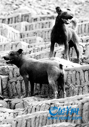 秘鲁古迹拯救无毛犬