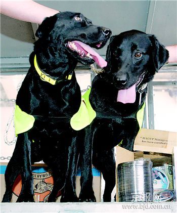 马来西亚警犬立大功