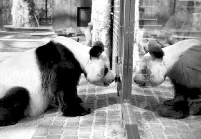 柏林动物园22岁熊猫死亡